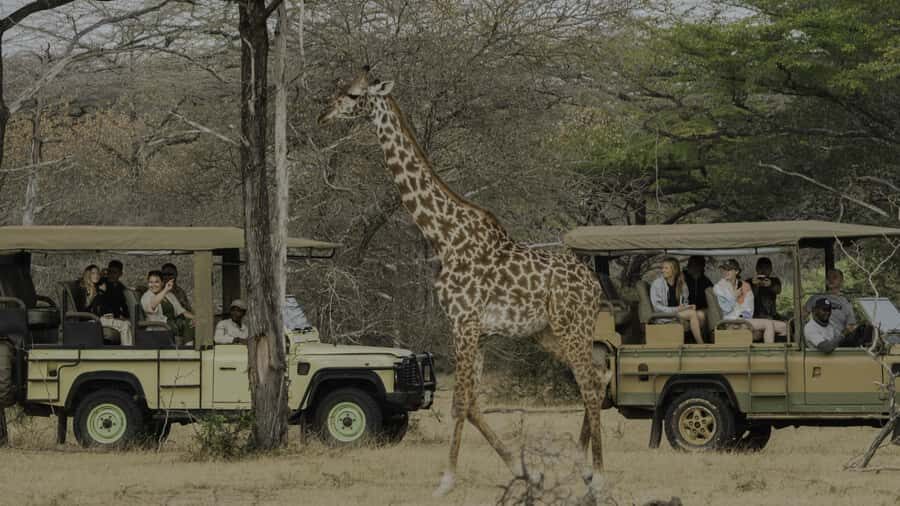 3 Days Flight Package Zanzibar to Nyerere/Selous - Day 1: flying out of Zanzibar and a full-day drive in Nyerere/Selous