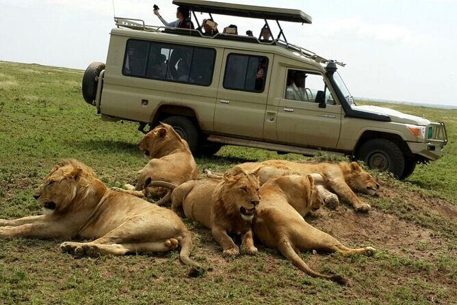 3 Days Fly in & Out Serengeti Park - Day 2: Lions, leopards, cheetah, and a sunset drive with wine