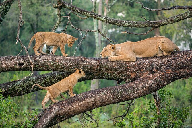 3 Days Group Joining Serengeti and Ngorongoro Safari - Key Things I’d Pay Attention To