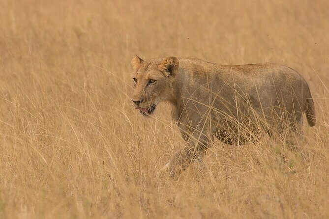 3 Days Group Joining Serengeti and Ngorongoro Safari - Arusha to Serengeti: The Long Drive That Sets the Tone