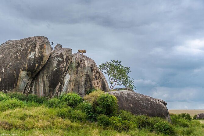 3 Days Group Joining Serengeti and Ngorongoro Safari - Price and Value: $765 for Serengeti + Ngorongoro