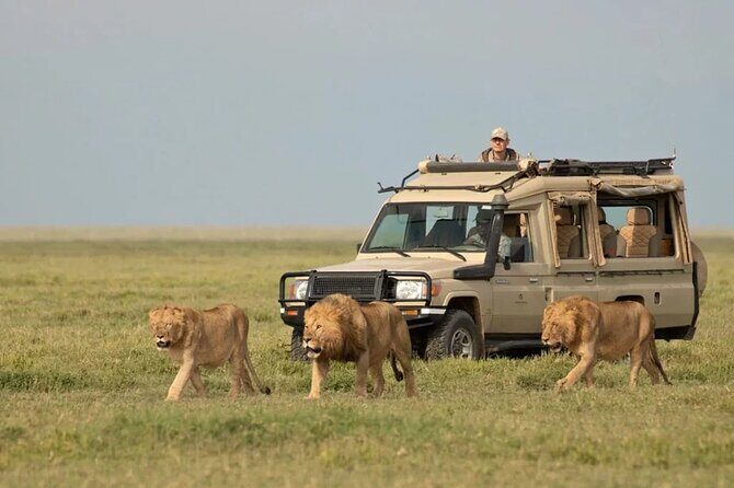3 Days Group Joining Serengeti and Ngorongoro Safari - Day 2 Travel to Ngorongoro: Picnic Lunch and Migration-Style Searching