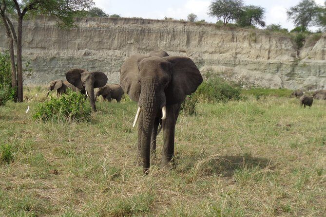 3 Days Lake Manyara, Ngorogoro Crater, Tarangire National Park - Price and logistics: what $730 buys (and what to double-check)