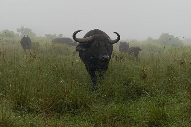 3 Days Lake Manyara, Tarangire, Ngorongoro Crater group (Camping) - Value check: what $700 per person buys you in real safari terms