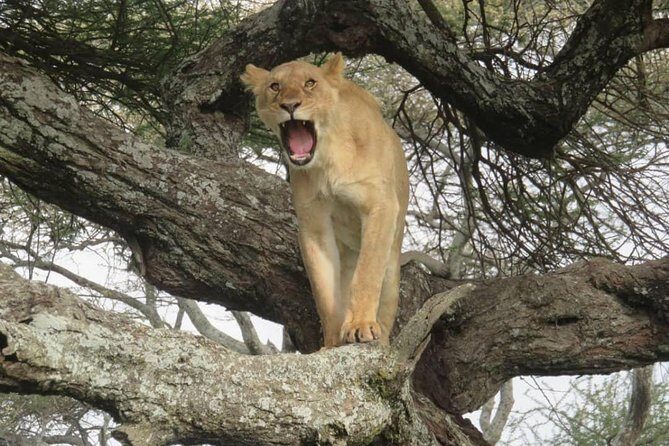3 days leopard safaris - Day 1 Serengeti: sunset game drive and Seronera camp dinner