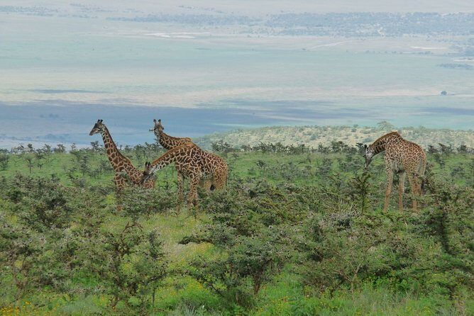 3 Days Lodge Safari - A fast Tanzania safari circuit from Moshi