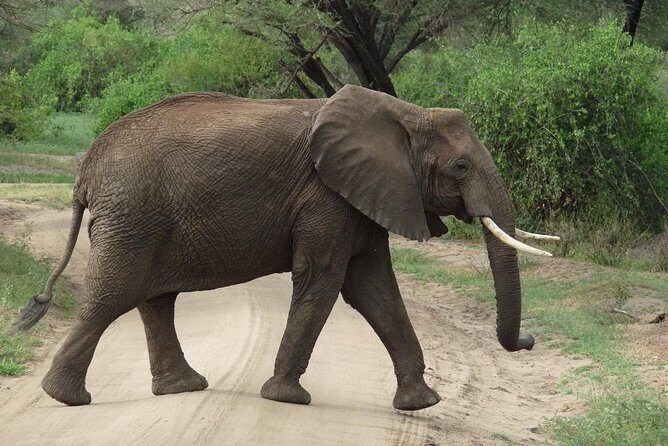 3 Days Lodge Safari - Private 4x4, lunch stops, and what the schedule really costs
