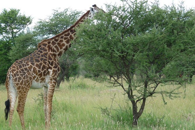 3 Days Lodge Safari - Guides and safety: AMREF Flying Doctors and smooth planning