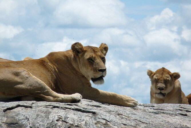 3 Days Lodge Safari - Day 1 in Tarangire National Park: baobabs, river water, big herds