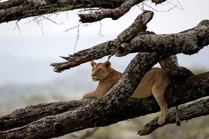3 Days Luxury Lodge Safari in Tanzania - Key Highlights I’d Plan Around