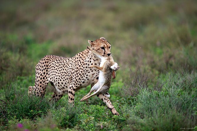 3 Days Luxury Lodge Safari in Tanzania - Arusha Base and Route: Why Three Days Work Here