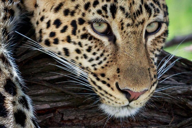 3 Days Luxury Lodge Safari in Tanzania - Ngorongoro Crater Descent: Big-Five Potential in a Classic Setting
