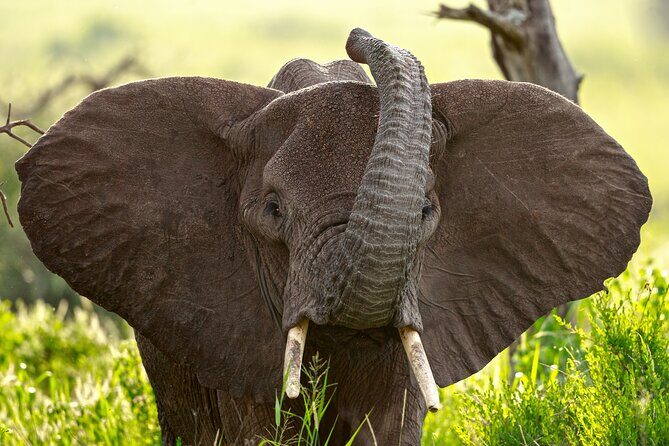 3 Days Luxury Lodge Safari in Tanzania - Luxury Lodge Comfort: What’s Included, and What You’ll Pay Separately