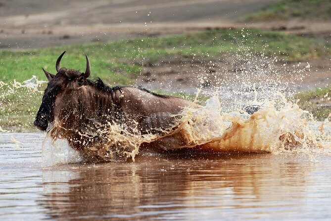 3 Days Luxury Lodge Safari in Tanzania - Who This Safari Fits Best