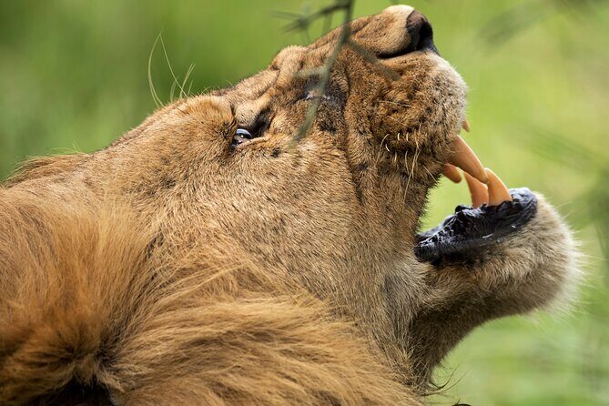 3 Days Luxury Lodge Safari in Tanzania - Lake Manyara’s Flamingo Season Magic (Plus Real Mammal Chances)
