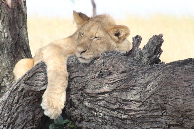 3 Days Luxury Safari - Arusha logistics and the price that actually makes sense