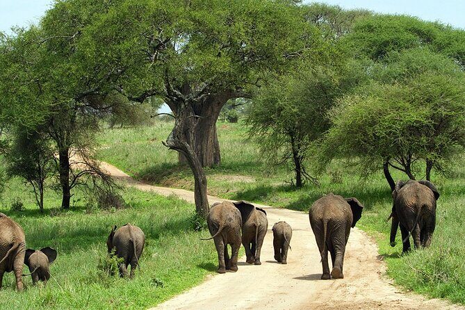 3 days Luxury Safari Tour in Tanzania - Timing, comfort, and photo sanity tips for this route