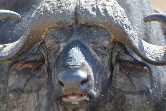 3 Days Mikumi National Park From Zanzibar or Dar es salaam - Key things to know before you go
