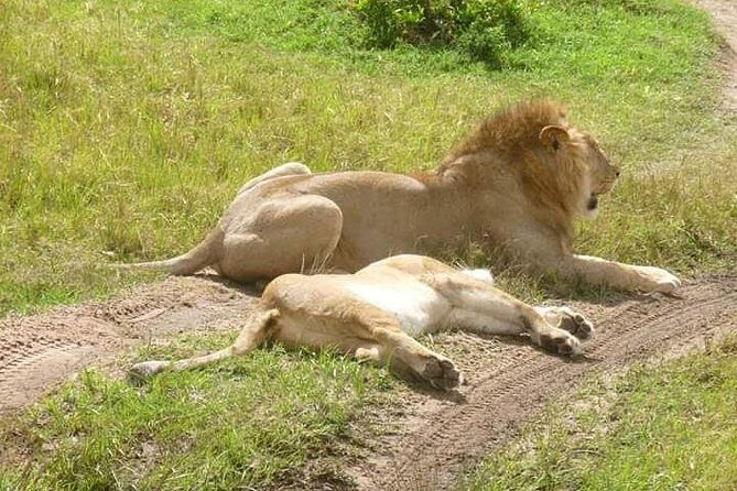 3 Days Mikumi National Park From Zanzibar or Dar es salaam - Day 2 full-day game drive with a picnic lunch in the park