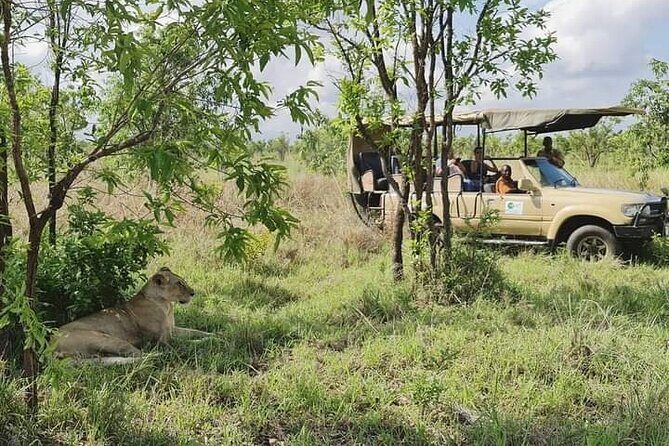 3 Days Mikumi National Park From Zanzibar or Dar es salaam - Day 3 sunrise viewing plus the Maasani boma stop