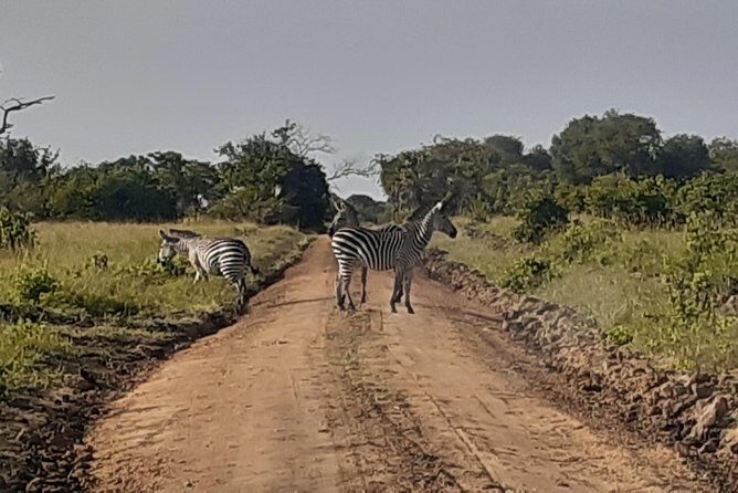 3 Days Mikumi National Park From Zanzibar or Dar es salaam - Safari lodge comfort and meal plan: easier planning for you