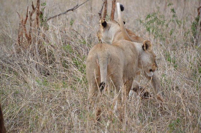 3 Days Mikumi National Park From Zanzibar or Dar es salaam - Wildlife odds at Mikumi: what you should expect to see