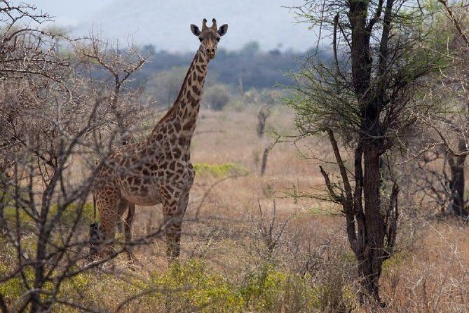 3 Days Mikumi National Park From Zanzibar or Dar es salaam - Guide quality that directly changes your sightings