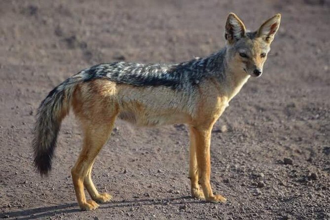 3 Days Mikumi National Park From Zanzibar or Dar es salaam - Getting from Zanzibar (or Dar) without losing the day