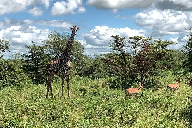 3 Days Mikumi National Park Private Tour - Day 1: Early pickup, long drive, and overnight at Mikumi cottage