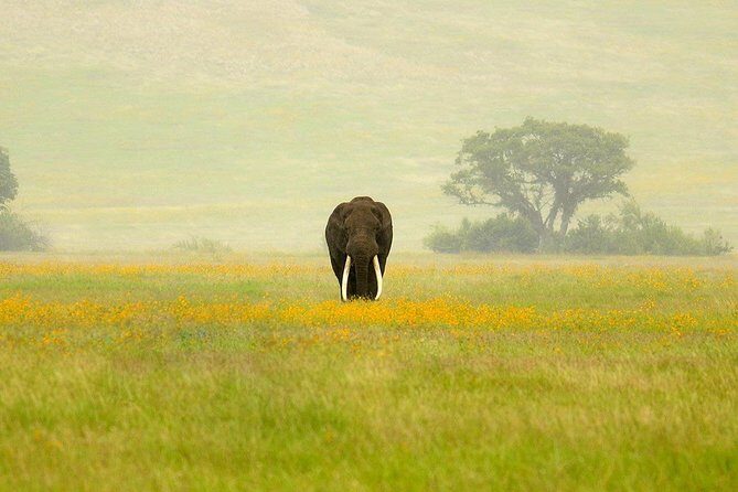 3 Days Northern Tanzania Adventure Camping Safari - Ngorongoro Crater: the animal density that makes your brain pause
