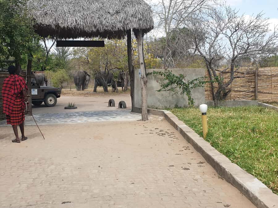 3 DAYS NYERERE NATIONAL PARK FROM ZANZIBAR BY FLIGHT. - Who should book this trip, and who might want a different style