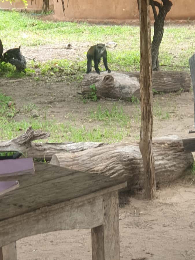 3 DAYS NYERERE NATIONAL PARK FROM ZANZIBAR BY FLIGHT. - Morning game drive in Nyerere: when the day is still fresh