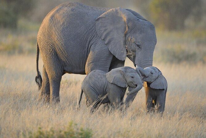 3 Days Nyerere NP [Selous GR] Game, Walking and Boat - Key highlights you’ll care about