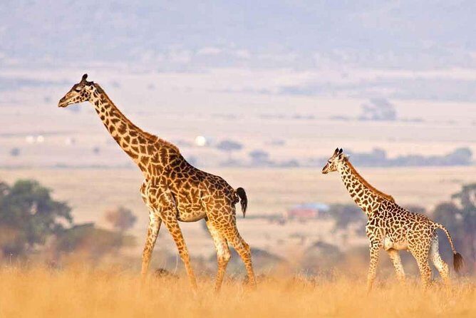 3 Days of Camping Bliss in Serengeti and Ngorongoro Crater - Price and value: what $840 really covers