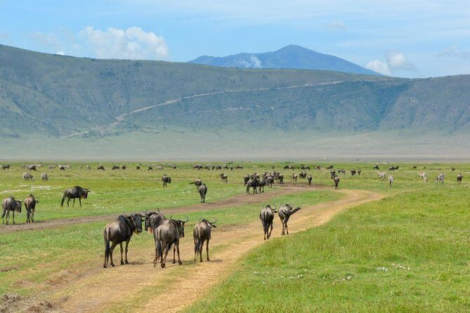 3 Days of Camping Bliss in Serengeti and Ngorongoro Crater - Day 2 full-day Serengeti: ecosystems, picnic lunch, and predator time