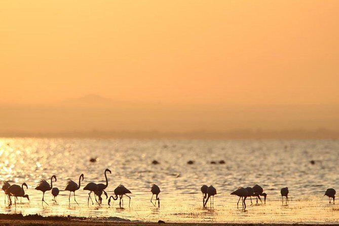3 Days of Camping Bliss in Serengeti and Ngorongoro Crater - Wildlife expectations: Big Five, Migration season, and how guides affect results