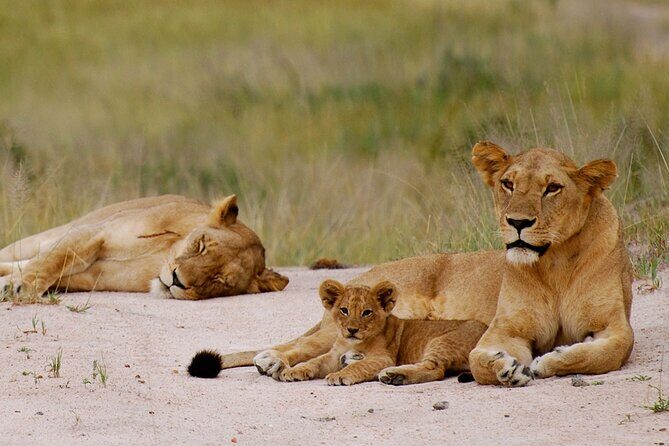 3-Days Private Nyerere NP Game Drive and Boat safari tour - Nyerere National Park and Selous: The Setting That Makes the Wildlife Feel Real