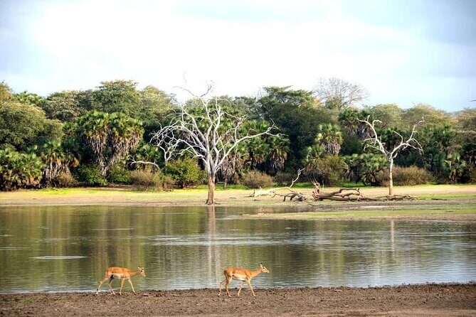 3-Days Private Nyerere NP Game Drive and Boat safari tour - Price, What’s Included, and Where the Value Really Shows