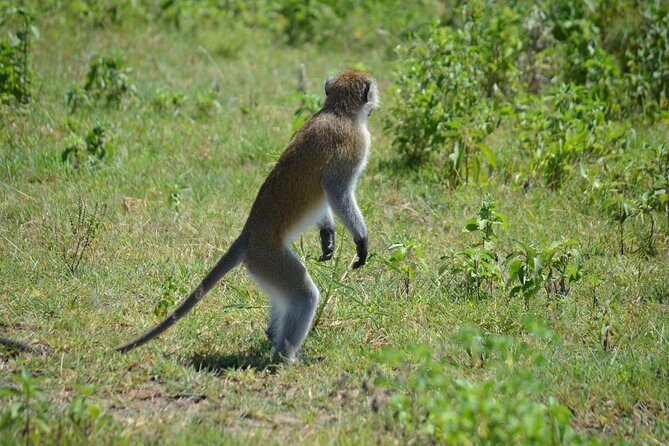 3 Days private safari Tarangire ,Ngorongroro crater &Manyara - Private safari pacing: why long drives feel easier with the right plan