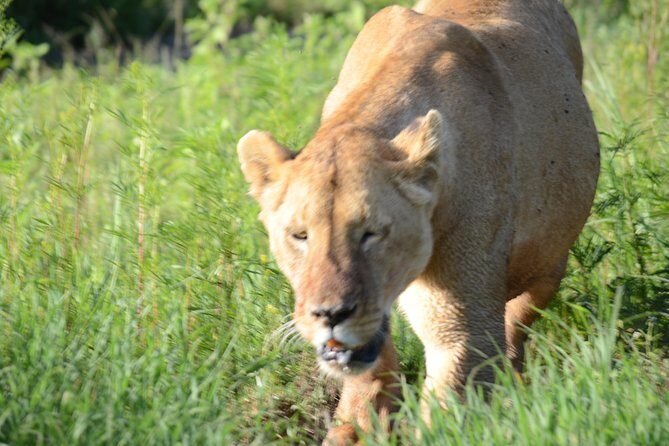 3 Days private safari Tarangire ,Ngorongroro crater &Manyara - Guide impact: Hassan and Elijah show what good safari coaching looks like