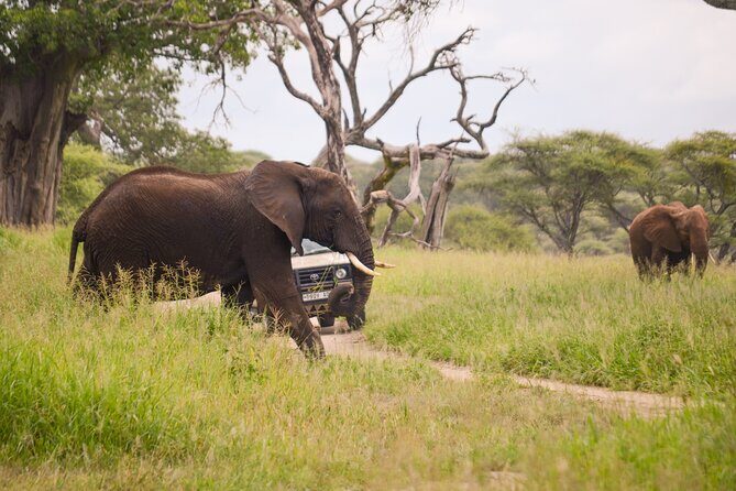 3 Days private safari Tarangire ,Ngorongroro crater &Manyara - Price and value: what $1,600 per person is really buying