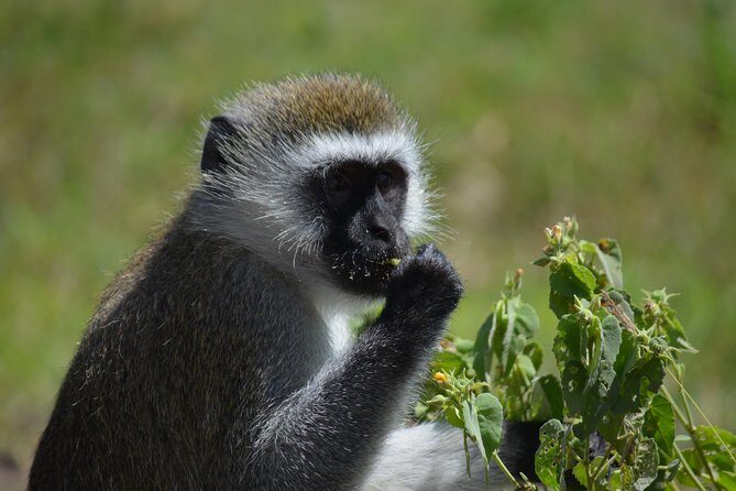3 Days private safari Tarangire ,Ngorongroro crater &Manyara - Should you book this safari?