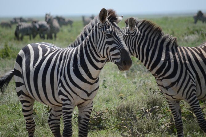 3 Days private safari Tarangire ,Ngorongroro crater &Manyara - Ngorongoro Crater viewpoint and the black rhino reality check
