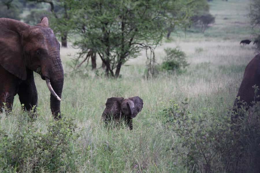 3-Days safari adventure to Mikumi N. Park from Dar-es-Salaam - Key highlights to know before you go