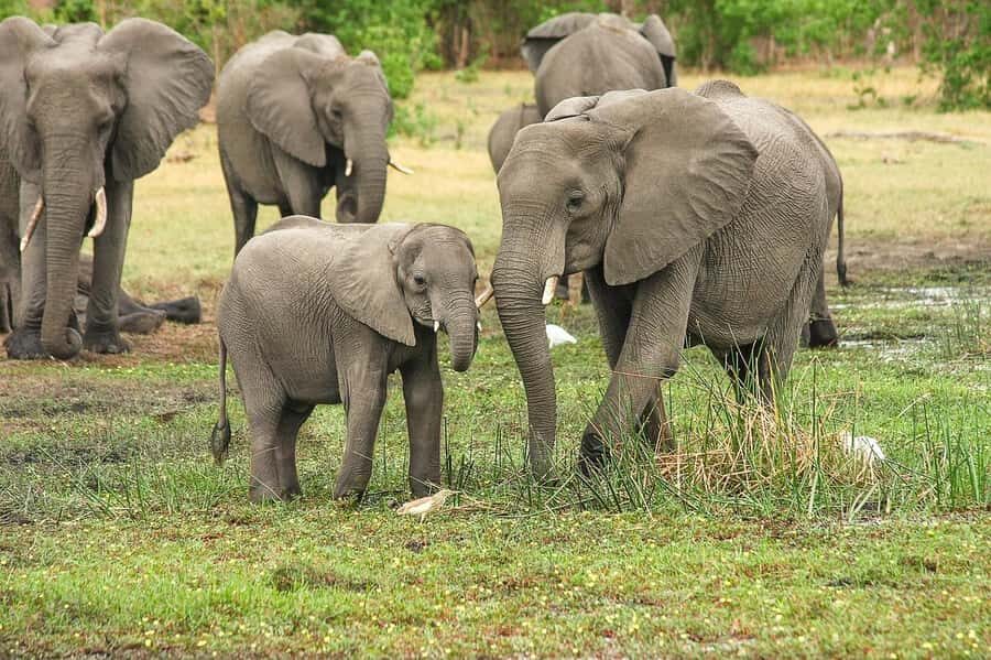 3-Days safari adventure to Mikumi N. Park from Dar-es-Salaam - Mikumi safari value: what $450 covers (and why it matters)