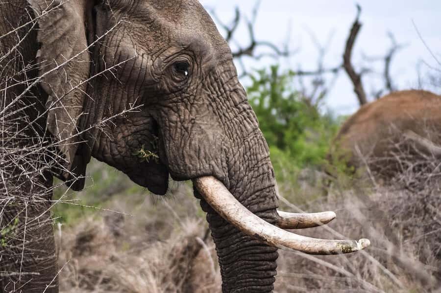 3-Days safari adventure to Mikumi N. Park from Dar-es-Salaam - Day 2: the full-day Mikumi game drive (why early matters)