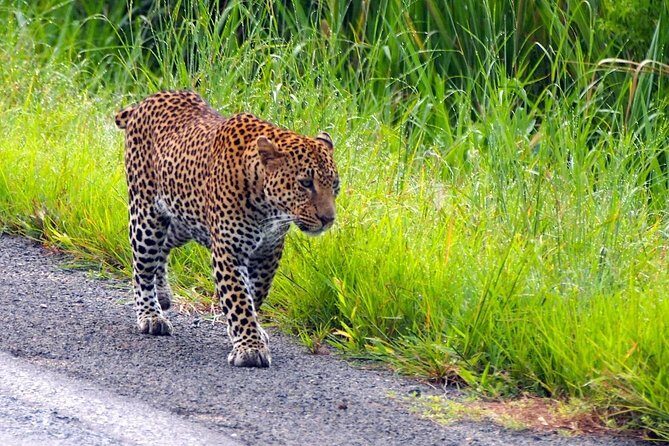 3 Days Safari at Mikumi National Park Southern circuit of Tanzania - Dar es Salaam to Mikumi: how the trip gets you into safari mode fast