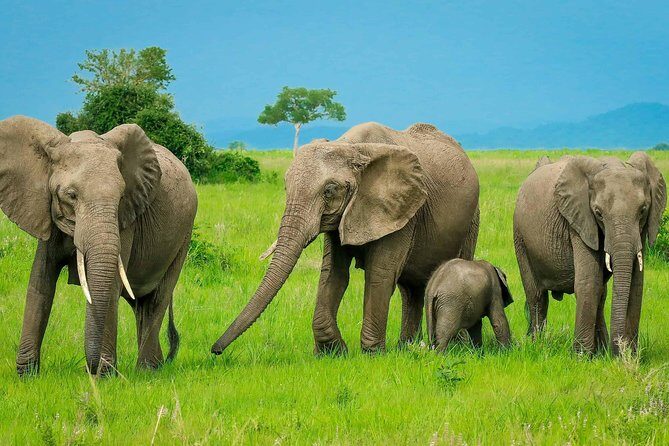 3 Days Safari at Mikumi National Park Southern circuit of Tanzania - Day 1 in Mikumi: arrival at 1:00 p.m. and why the heat isn’t wasted time