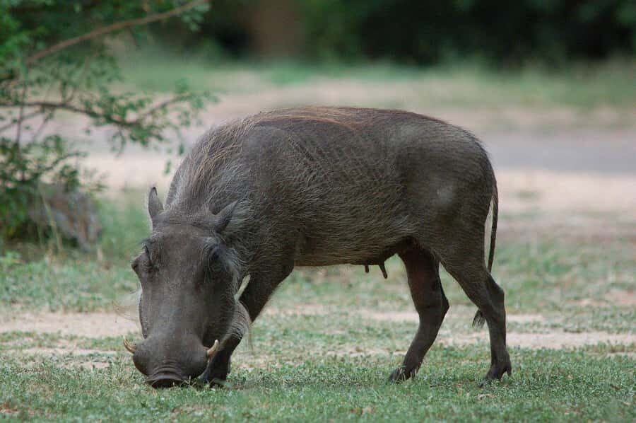 3-days safari from Dar-es-Salaam to Mikumi National Park - Key Things I’d Prioritize Before You Go