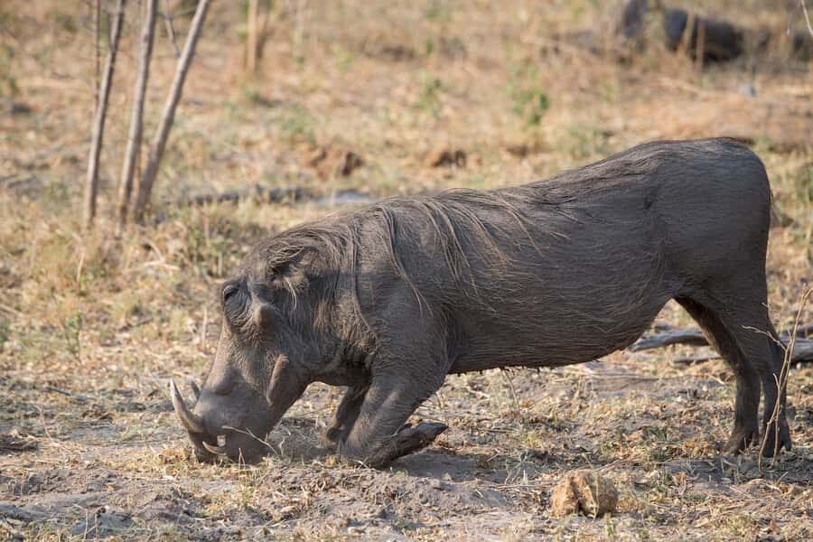 3-days safari from Dar-es-Salaam to Mikumi National Park - Mikumi in Tanzania: Why This Southern Safari Feels Different
